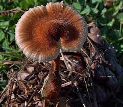 Attēlu rezultāti vaicājumam “Auriscalpium vulgare”