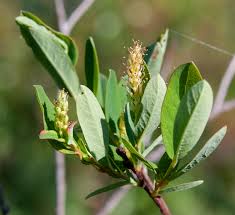 Attēlu rezultāti vaicājumam “Salix myrtilloides leaf”