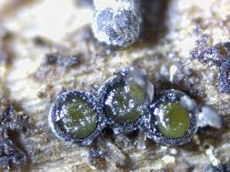 Attēlu rezultāti vaicājumam “Lasiosphaeria ovina”