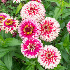 Image result for Zinnia elegans