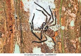 Attēlu rezultāti vaicājumam “Sparassidae”