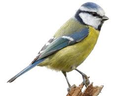 Attēlu rezultāti vaicājumam “Cyanistes caeruleus juvenile”