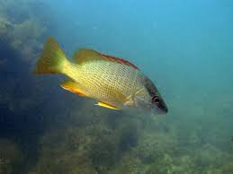 Image result for Lutjanus jocu