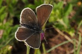 Attēlu rezultāti vaicājumam “Eumedonia eumedon”