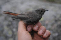 Attēlu rezultāti vaicājumam “Phoenicurus ochruros”