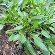 Attēlu rezultāti vaicājumam “Rumex acetosa leaf”