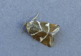 Attēlu rezultāti vaicājumam “Deltote bankiana”