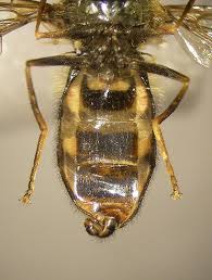 Attēlu rezultāti vaicājumam “Eupeodes nielseni”