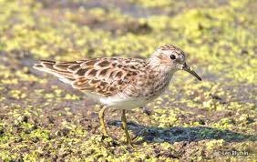 Image result for Calidris minutilla