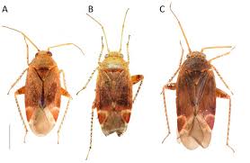 Attēlu rezultāti vaicājumam “Psallus sp.”