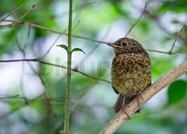 Attēlu rezultāti vaicājumam “Erithacus rubecula juvenile”