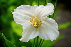 Image result for Meconopsis betonicifolia