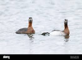 Attēlu rezultāti vaicājumam “Podiceps grisegena adult”