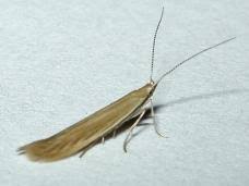 Attēlu rezultāti vaicājumam “Coleophora alticolella”