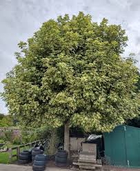 Attēlu rezultāti vaicājumam “Acer pseudoplatanus fo. purpurascens”