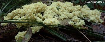 Attēlu rezultāti vaicājumam “Brefeldia maxima spores”