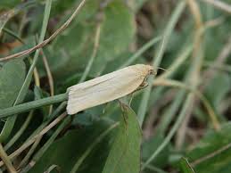 Attēlu rezultāti vaicājumam “Aphelia paleana”