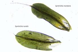 Attēlu rezultāti vaicājumam “Syntrichia virescens”