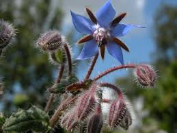 Attēlu rezultāti vaicājumam “Borago officinalis bud”