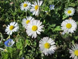 Image result for Bellis perennis