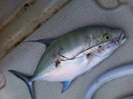 Image result for Seriola rivoliana