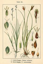 Attēlu rezultāti vaicājumam “Carex loliacea”