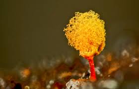 Attēlu rezultāti vaicājumam “Didymium serpula spores”