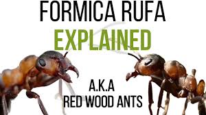 Attēlu rezultāti vaicājumam “Formica rufa”