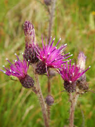 Attēlu rezultāti vaicājumam “Cirsium palustre leaf”
