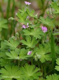 Attēlu rezultāti vaicājumam “Geranium molle flower”