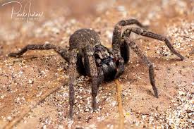 Attēlu rezultāti vaicājumam “Miturgidae”