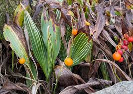 Attēlu rezultāti vaicājumam “Convallaria majalis fruit”