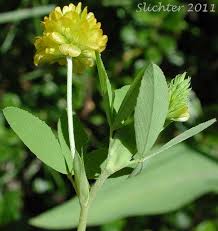 Attēlu rezultāti vaicājumam “Trifolium aureum leaf”