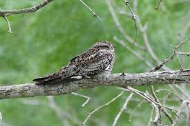 Image result for Chordeiles minor