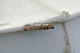 Attēlu rezultāti vaicājumam “Phycitodes binaevella”