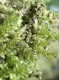 Attēlu rezultāti vaicājumam “Saelania glaucescens sporophyte”