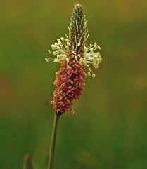 Attēlu rezultāti vaicājumam “Plantago lanceolata”