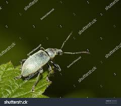 Attēlu rezultāti vaicājumam “Polydrusus mollis”