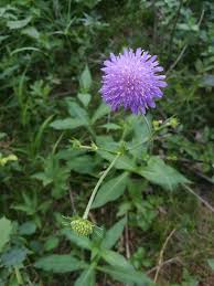 Image result for Knautia dipsacifolia
