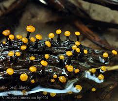 Attēlu rezultāti vaicājumam “Vibrissea decolorans”