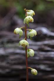Attēlu rezultāti vaicājumam “Pyrola chlorantha”