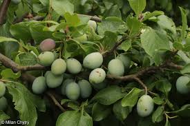 Attēlu rezultāti vaicājumam “Prunus domestica subsp. domestica fruit”