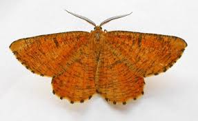 Attēlu rezultāti vaicājumam “Angerona prunaria”