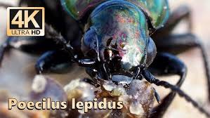 Attēlu rezultāti vaicājumam “Poecilus lepidus”