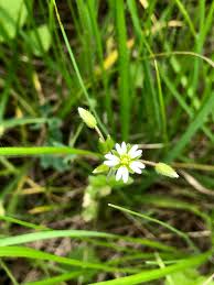 Attēlu rezultāti vaicājumam “Cerastium holosteoides”