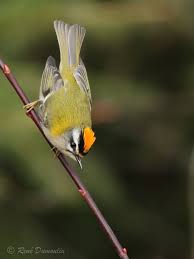 Attēlu rezultāti vaicājumam “Regulus regulus adult”