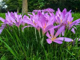 Image result for Herbstzeitlose