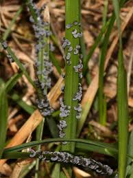 Attēlu rezultāti vaicājumam “Physarum bitectum”