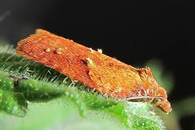 Attēlu rezultāti vaicājumam “Acleris aspersana”