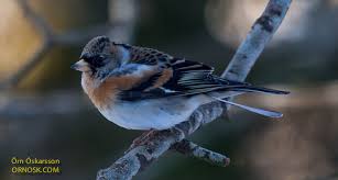 Attēlu rezultāti vaicājumam “Fringilla montifringilla male”